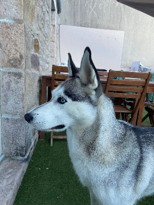Adopter Ulky