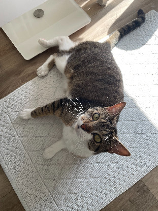 Adopter Youyou