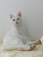Adopter  chat : Blanquette