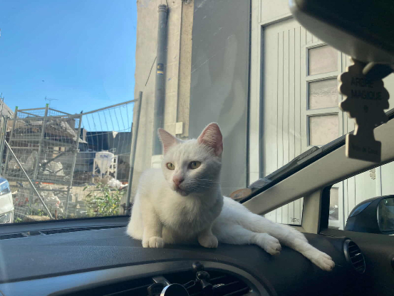 Adopter Blanquette