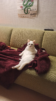 Adoption Blanquette