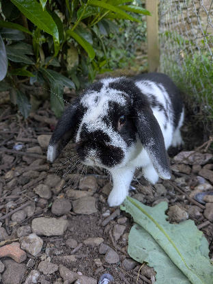 Adopter Uno