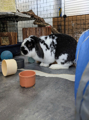 Adopter Uno