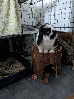 Adopter Uno