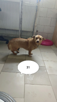 Adopter  chien : Kassia
