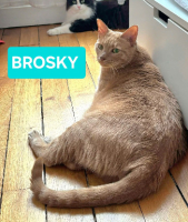 Adopter  chat : Brosky