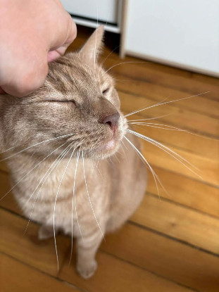 Adopter Brosky