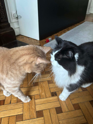 Adopter Brosky