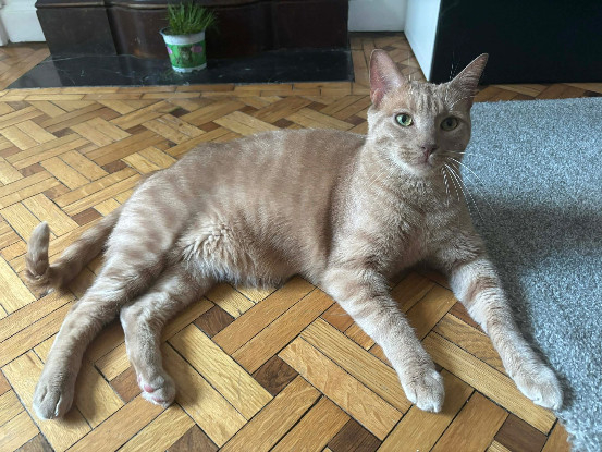 Adoption Brosky
