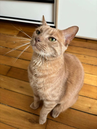Adoption Brosky