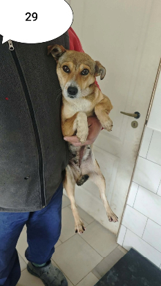 Adopter Zorya