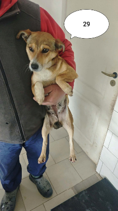 Adopter Zorya