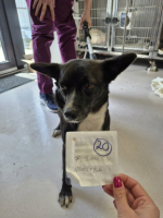 Adopter  chien : Nyxelle