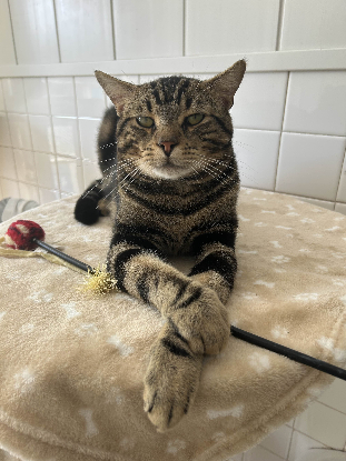Adoption Socrate