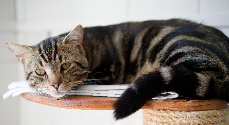 Adopter Socrate
