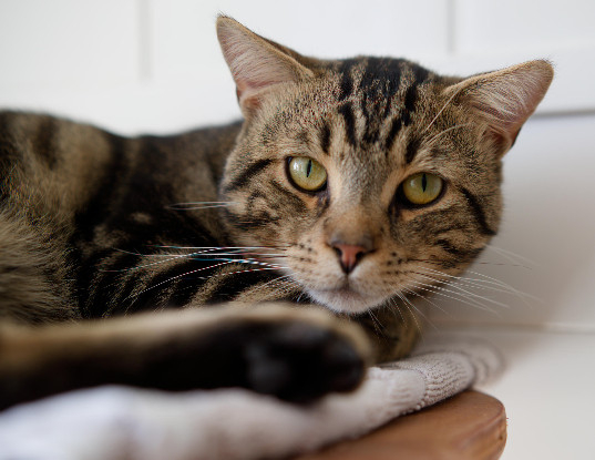Adopter Socrate