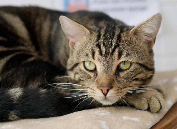 Adopter Socrate
