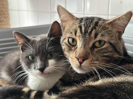 Adopter Socrate