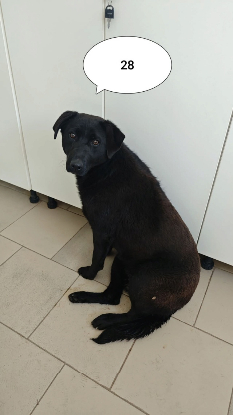 Adopter Myrka
