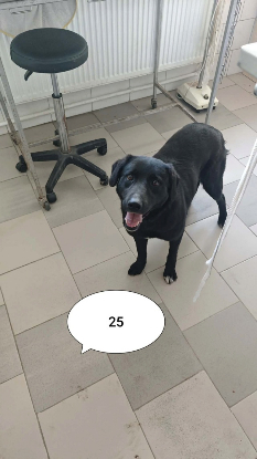 Adopter Talyra