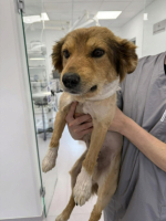 Adopter  chien : Miglou