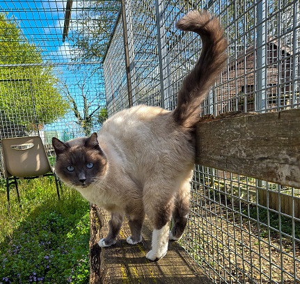 Adopter Resta