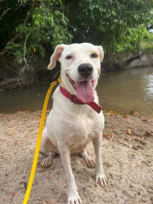 Adopter Pitaya