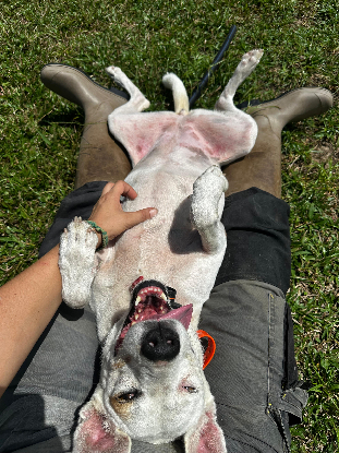 Adopter Pitaya