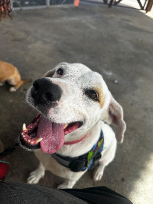 Adoption Pitaya
