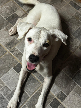 Adoption Pitaya