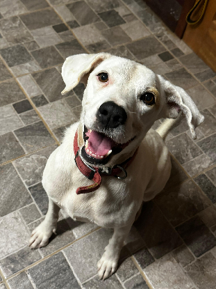 Adopter Pitaya