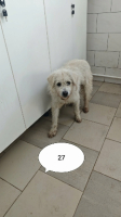 Adopter  chien : Korugu