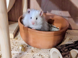 Adopter  NAC : Gyda