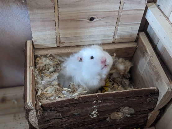 Adopter Gyda