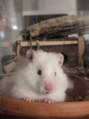 Adopter Gyda
