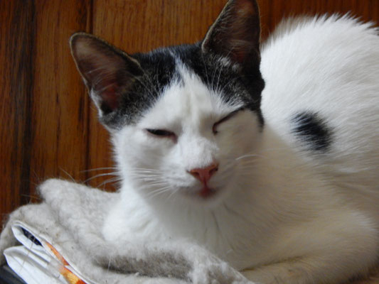 Adopter Valentin