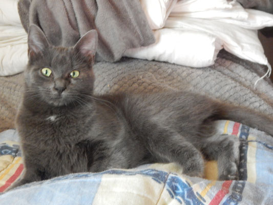 Adopter Telly