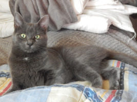 Adopter  chat : Telly