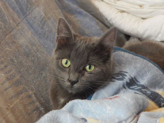 Adopter Telly