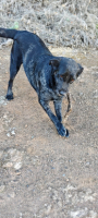 Adopter  chien : Andrea