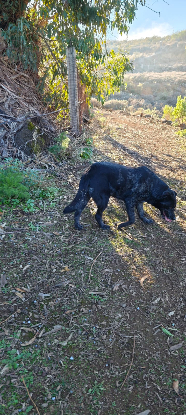 Adoption Andrea