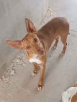 Adopter  chien : Benito