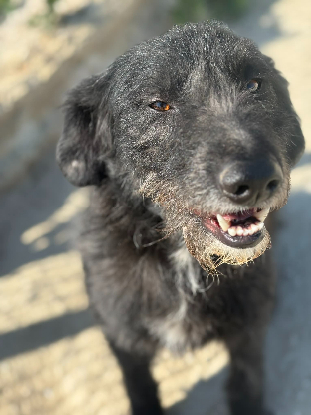 Adopter Lanas