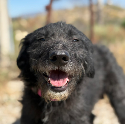 Adopter Lanas