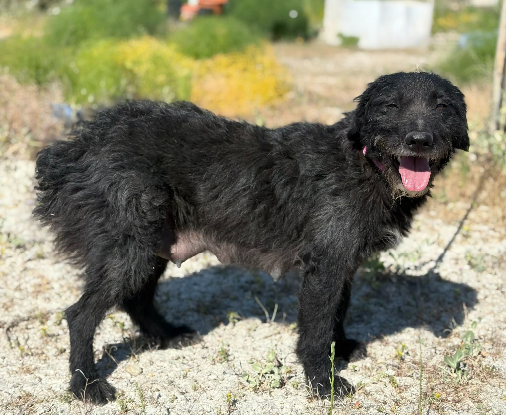Adopter Lanas