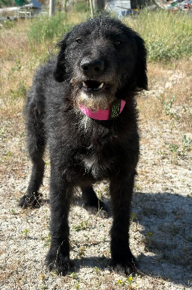 Adoption Lanas