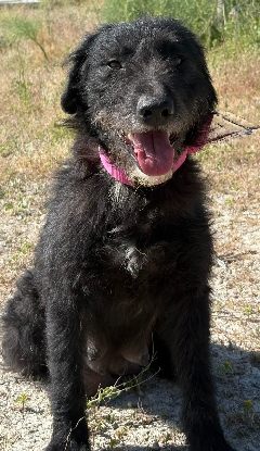 Adoption Lanas
