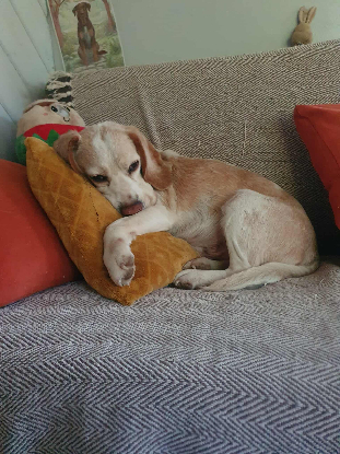 Adopter Mistral