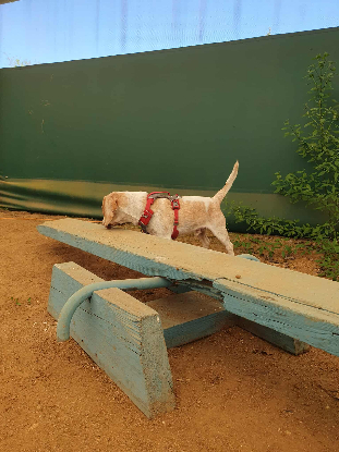 Adopter Mistral