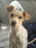 Canelo